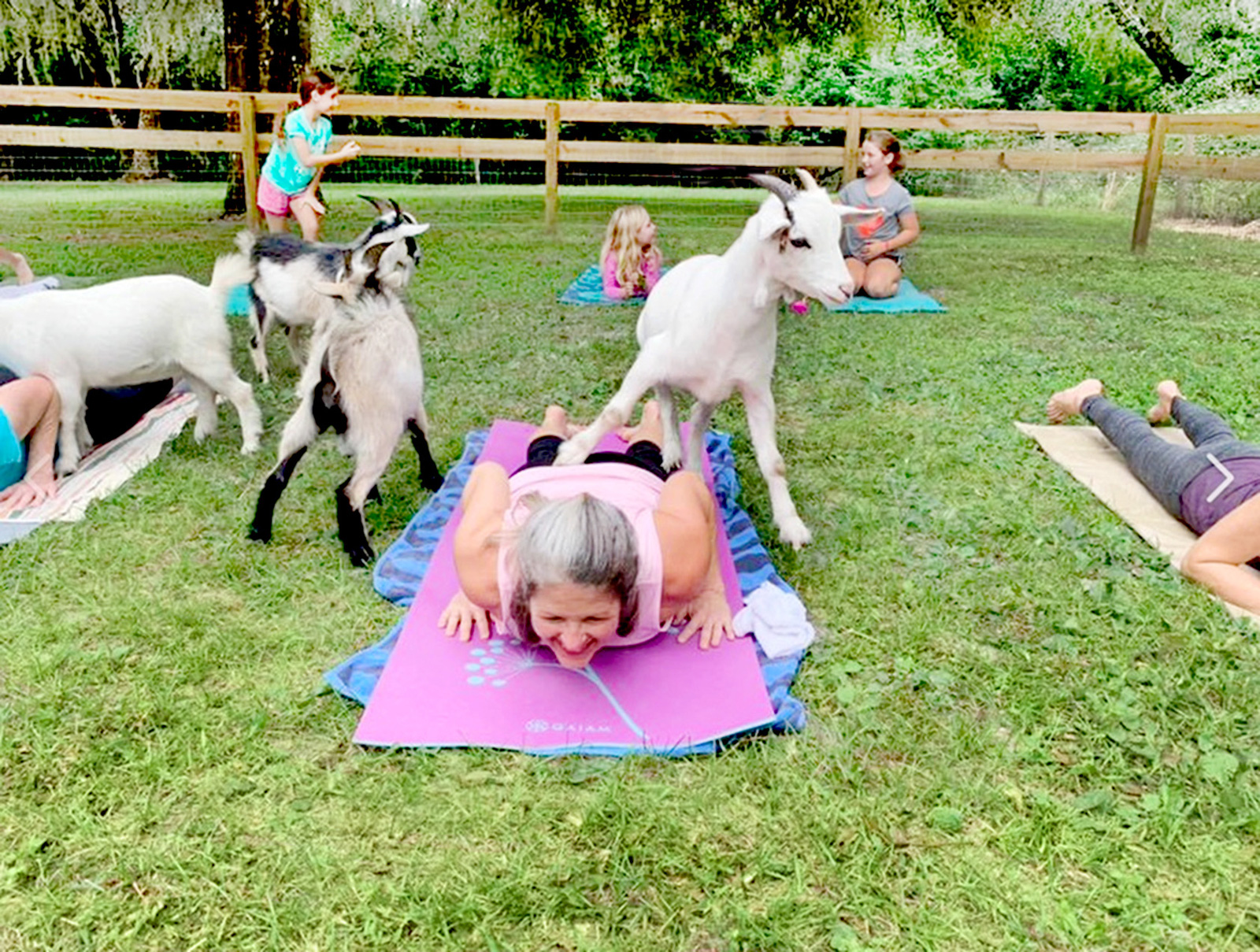 What The Fit Goat Yoga / Goat Yoga Is the Most Damning Evidence Yet